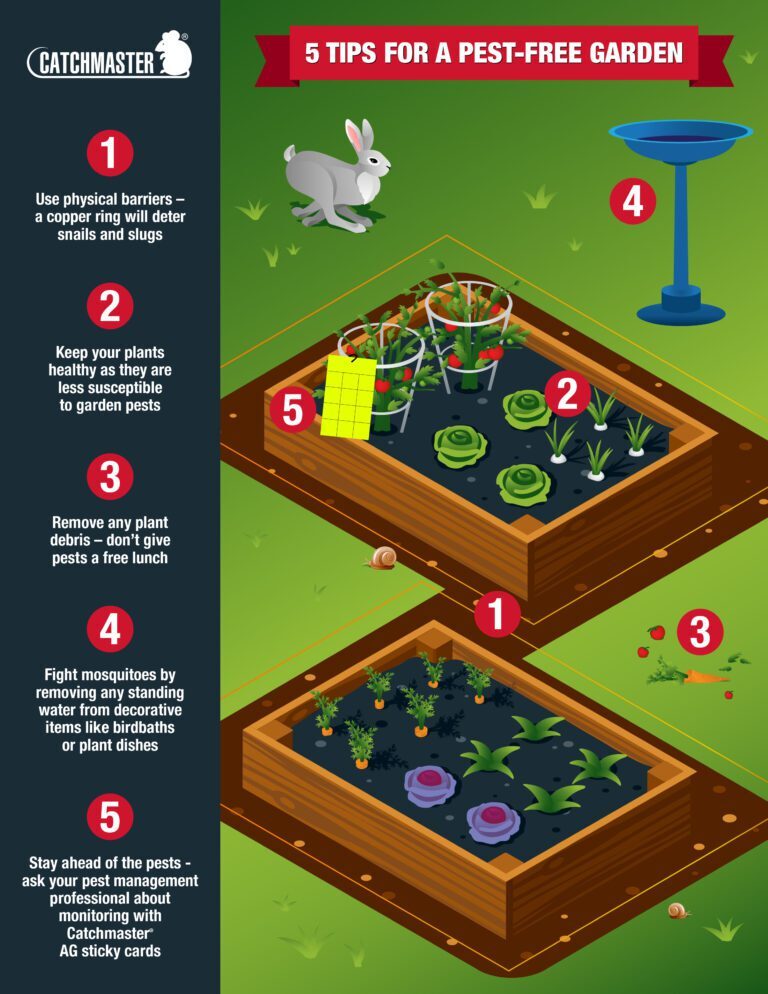 How to Maintain a Pest-Free Garden: Tips for Preventative Pest Control