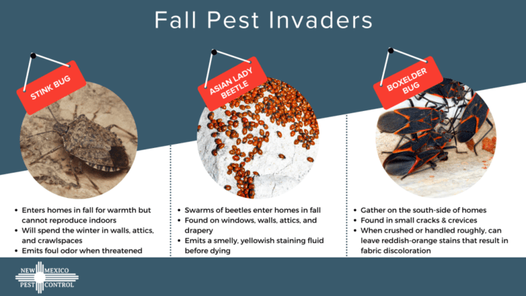 Preventative Pest Control for Seasonal Pests: What You Need to Know