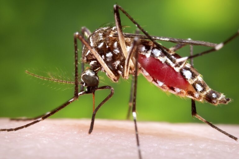 Controlling Mosquito Populations: Best Practices for the Outdoors