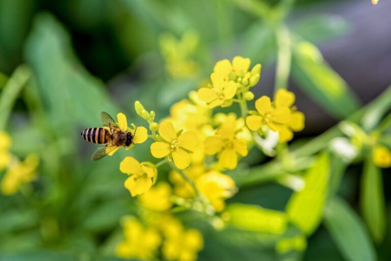 Effective Natural Pest Control Measures for Your Garden