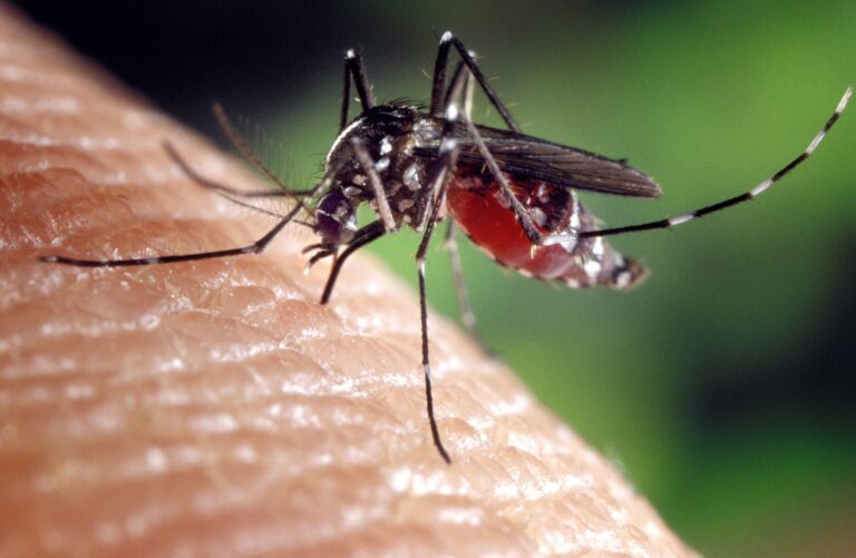 Understanding Mosquitoes: A Closer Look at these Disease Carriers