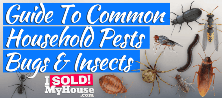 How to Identify Common Household Pests: A Visual Guide