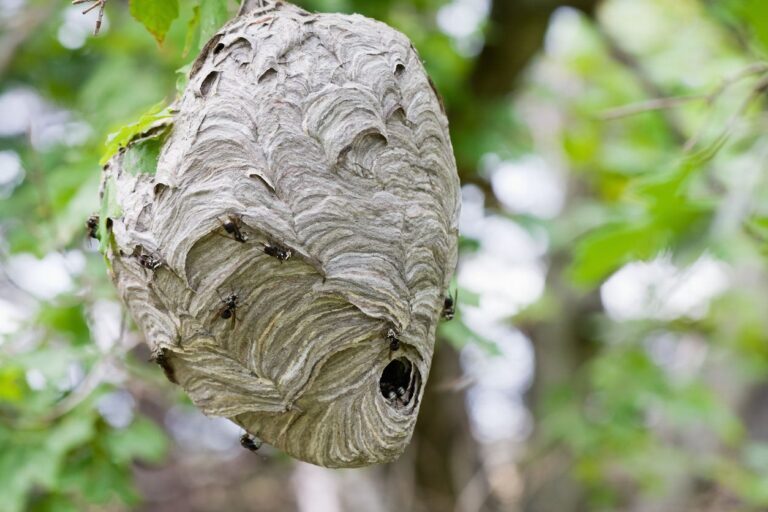Bees, Wasps, and Hornets: Handling Nest Removal and Prevention