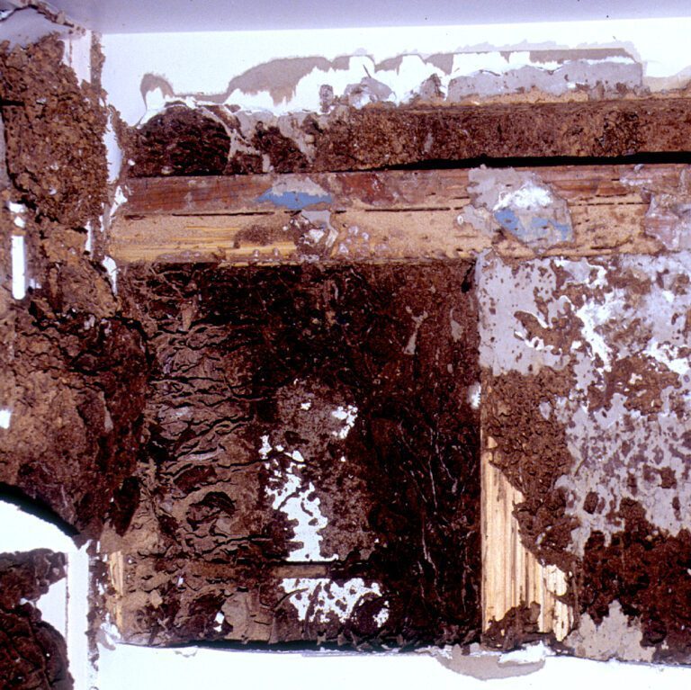Termites: Protecting Your Home from Costly Damage