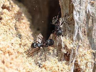 From Termites to Carpenter Ants: Preventing Structural Damage