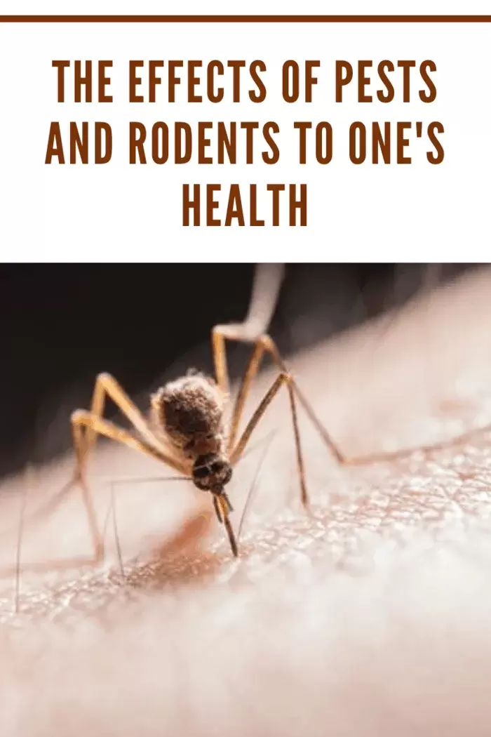 The Impact of Pests on Your Health and Well-Being