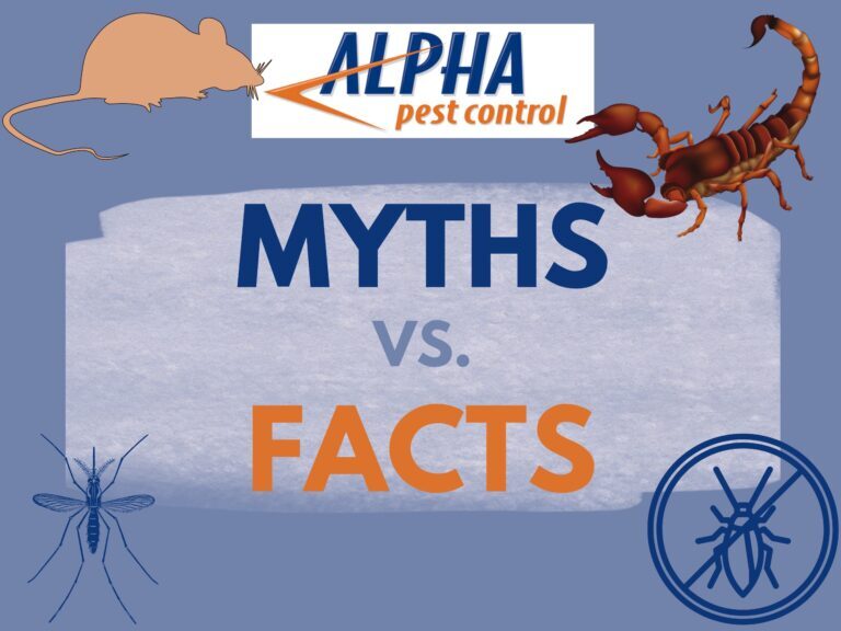 Debunking Myths About Pests: What You Need to Know