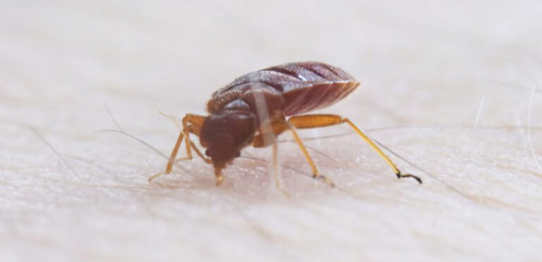 Bed Bugs 101: Identification, Prevention, and Treatment
