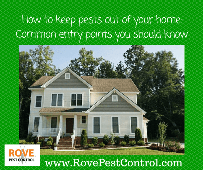 Common Entry Points for Pests and How to Seal Them