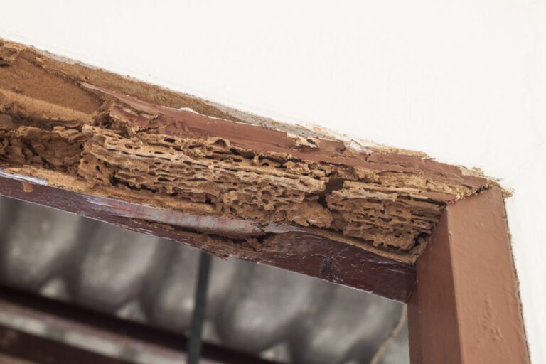 How to Safeguard Your Property Against Termite Infestations