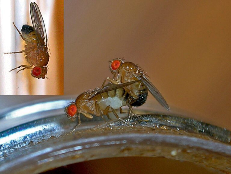 Natural Ways to Repel Fruit Flies: Keep Your Kitchen Clean and Free from Pests