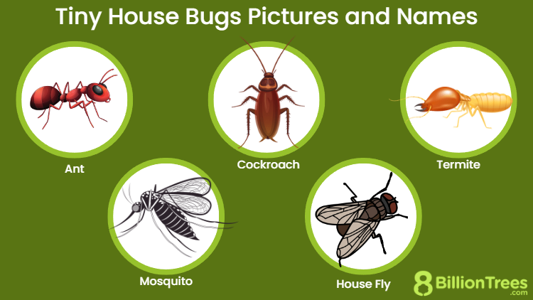 Common Household Pests: Identifying and Dealing with Them
