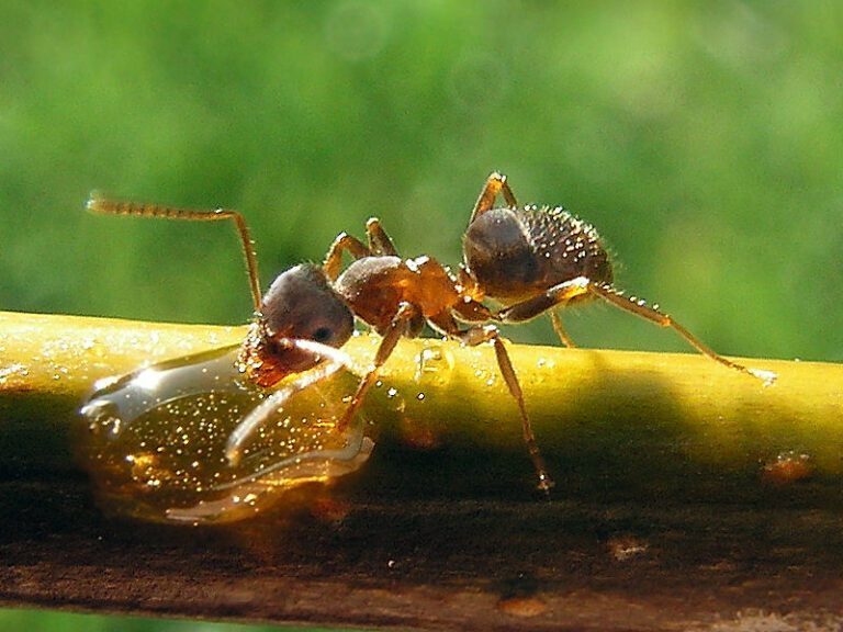Ant Infestations: Effective Strategies for Eradication