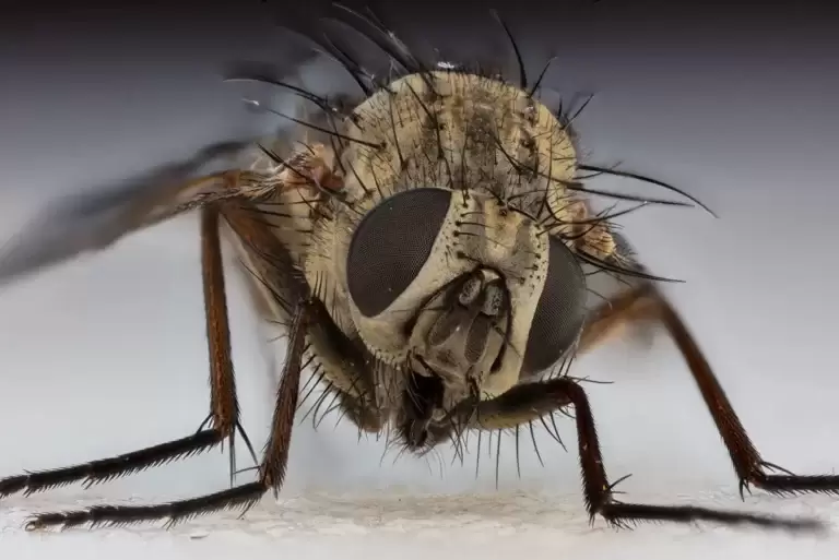 Identifying and Controlling Common Fly Species