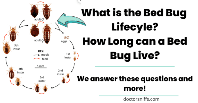 The Lifecycle of Pests: From Birth to Infestation