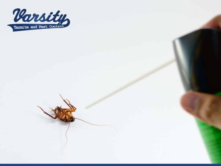The Dangers of DIY Pest Control: Why Safety is Key