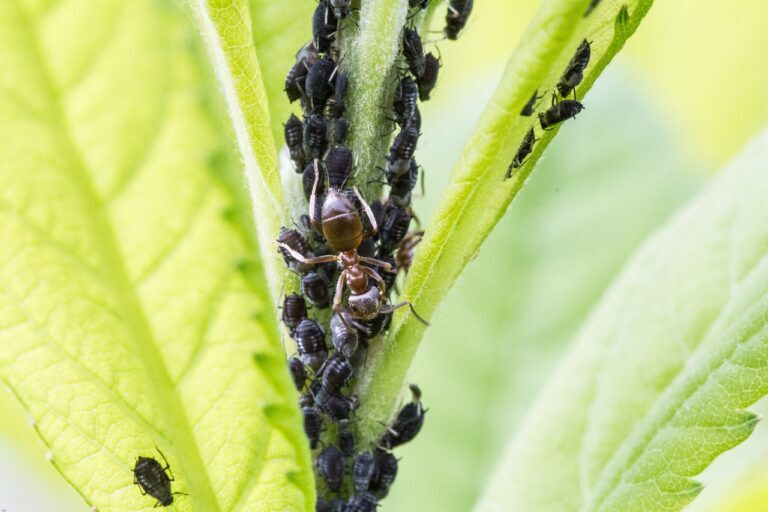 Controlling Ant Infestations: Strategies for Success