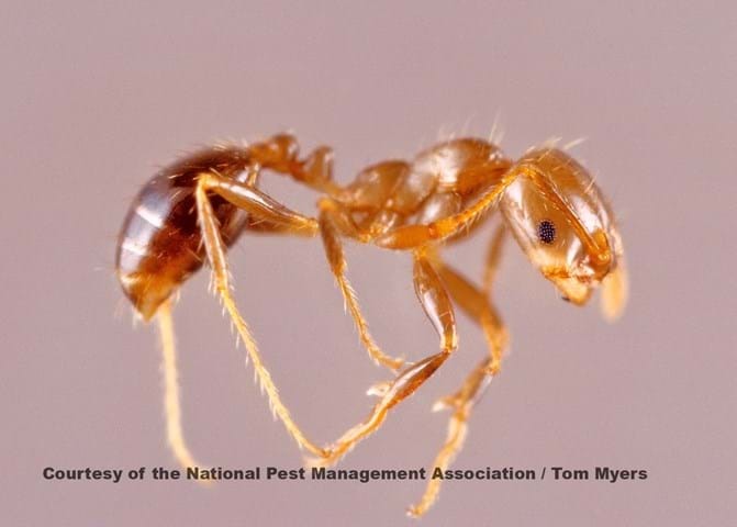 Ants 101: Types, Habits, and Effective Control Methods