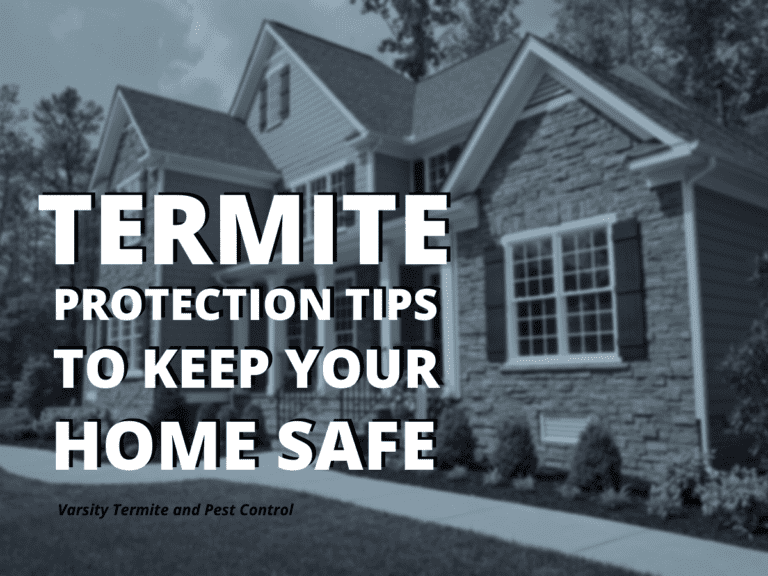 Keeping Your Home and Family Safe during Pest Control