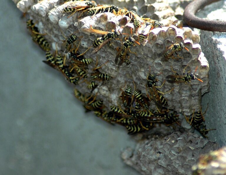 Tips for Safely Removing Wasp Nests