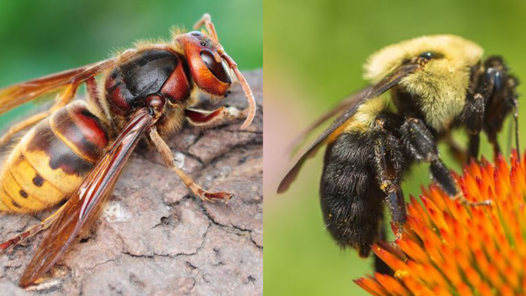 Beware of Stingers: Dealing with Bees, Wasps, and Hornets