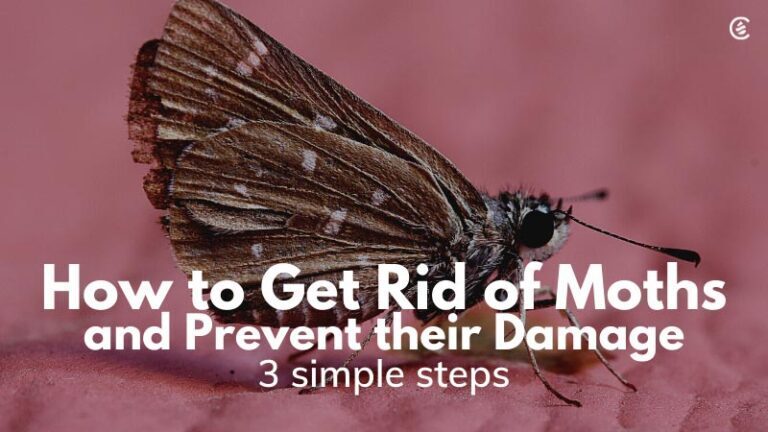 Moths and Their Damaging Ways: Prevention and Elimination Tips