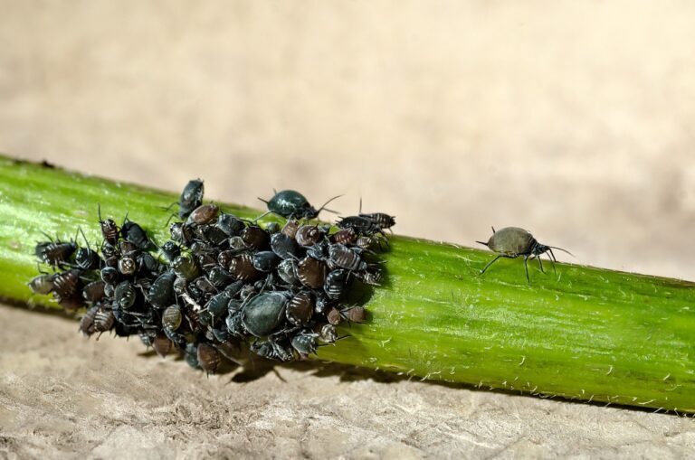 Uncovering Lesser-Known Pests: Behaviors and Risks