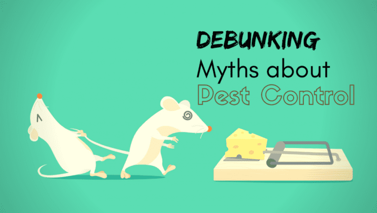 Debunking Myths About Pest Control