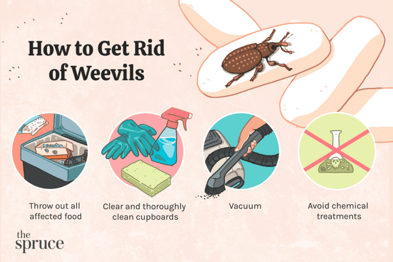 Weevils, Pantry Pests, and Stored Product Insects: Controlling Unwanted Kitchen Visitors
