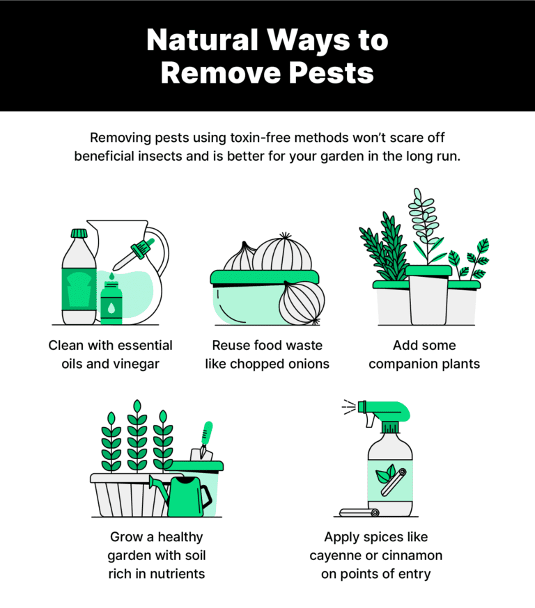 Safety Measures for Organic Pest Control: Nontoxic Options for a Chemical-Free Approach