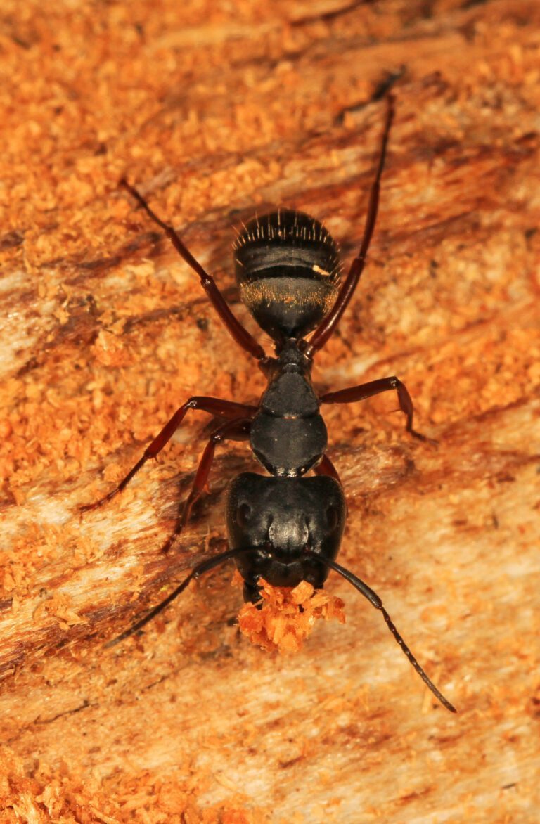 Protecting Your Home from Carpenter Ants: Essential Steps to Take