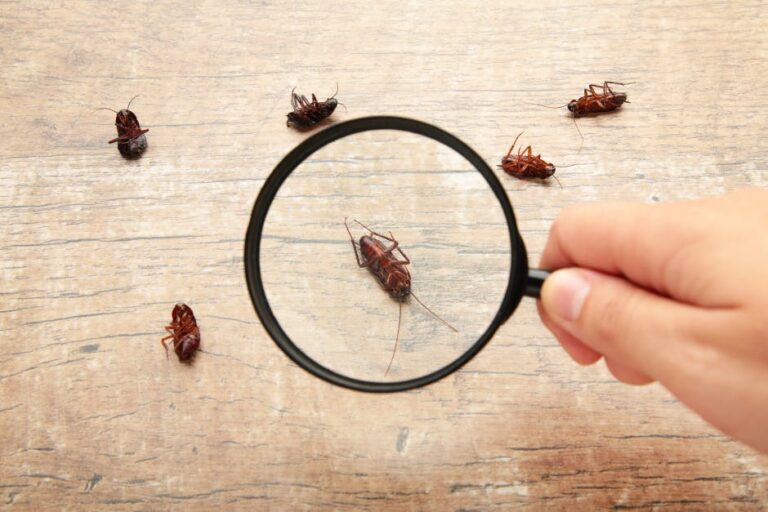 Unwanted Guests: How to Handle Pest Encounters