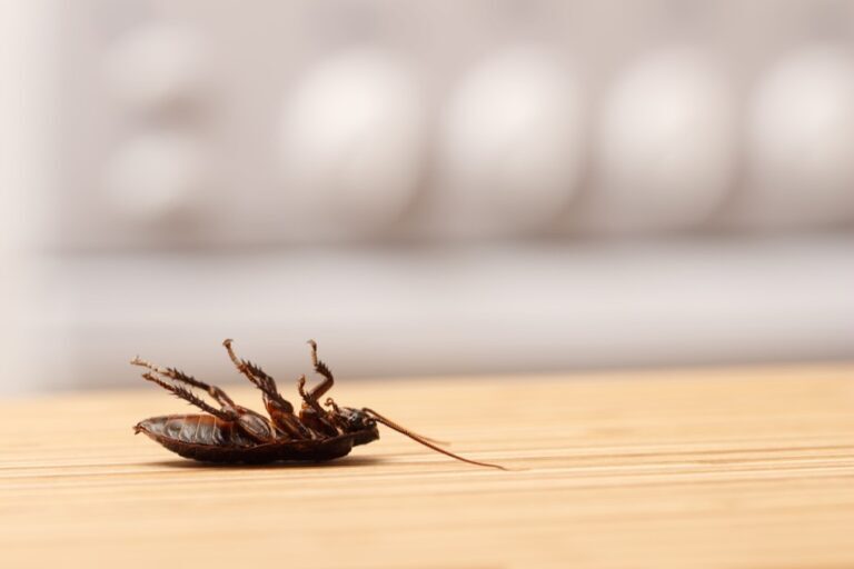 Common Signs of Pest Infestations: How to Detect and Address Them