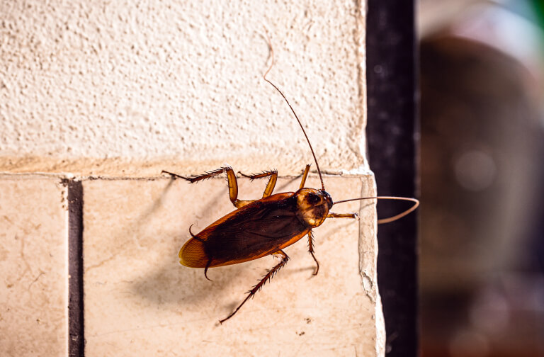 Safe and Effective Pest Control Methods: A Guide