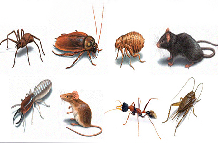 How to Identify and Manage Different Types of Pests