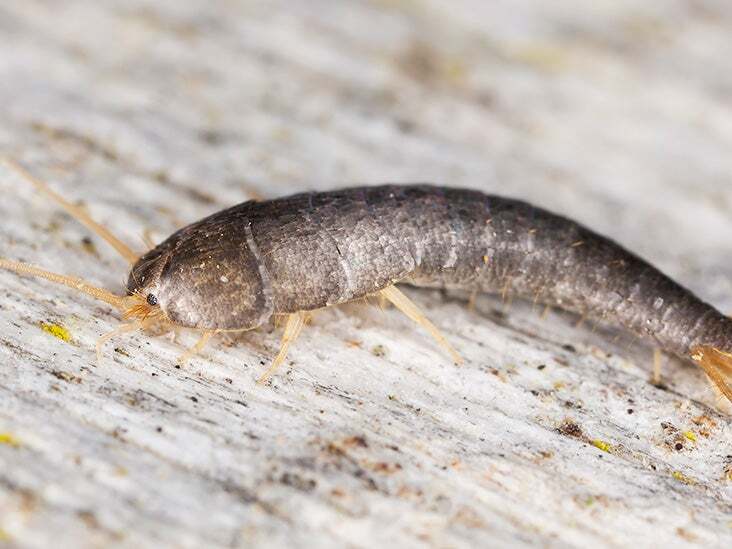 Silverfish: An Unwelcome Surprise in Your Home and How to Get Rid of Them