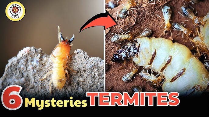 From Ants to Termites: Exploring the World of Small Pests