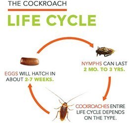 The Life Cycle of Pests: Understanding Their Reproduction and Growth