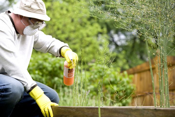 How to Keep Your Garden Pest-Free with Natural Control Methods
