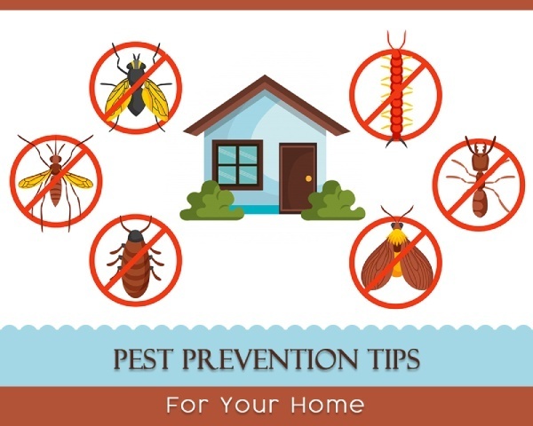 How to Safeguard Your Home Against Pests