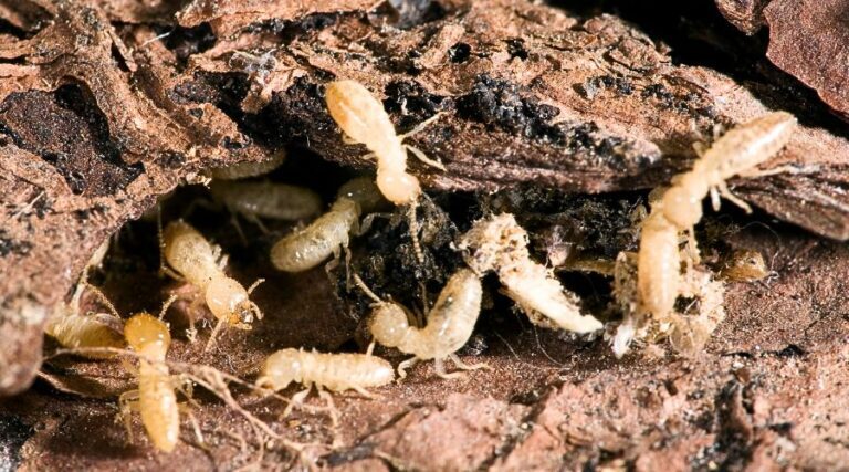 Termites: Threats, Signs of Infestation, and Effective Control Measures