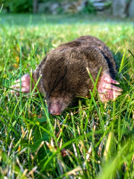 Tips for Preventing and Controlling Mole Infestations