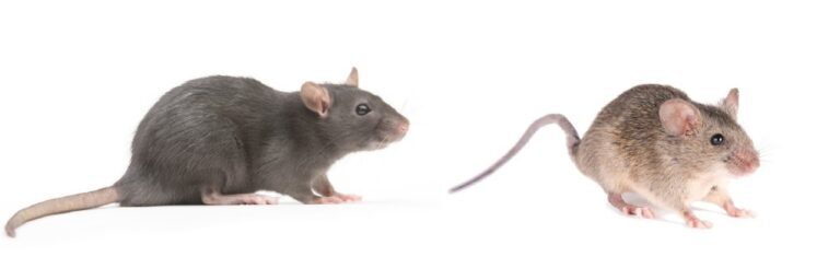 Mice vs. Rats: Knowing the Difference and Effective Control Methods