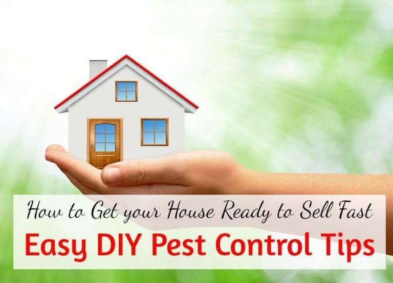 Pest Control Tips for Homeowners: Protecting Your Property from Infestations