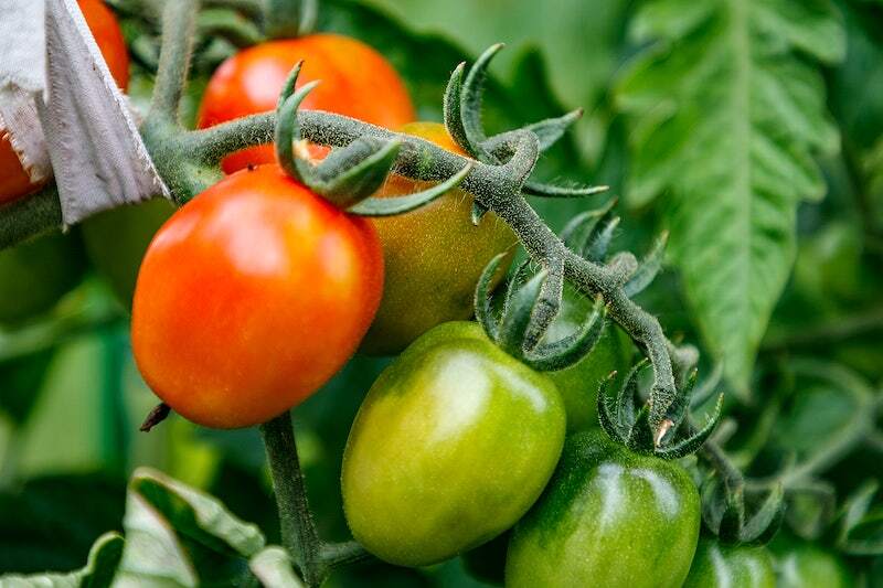 Free closeup on fresh tomato plant image, public domain CC0 photo.