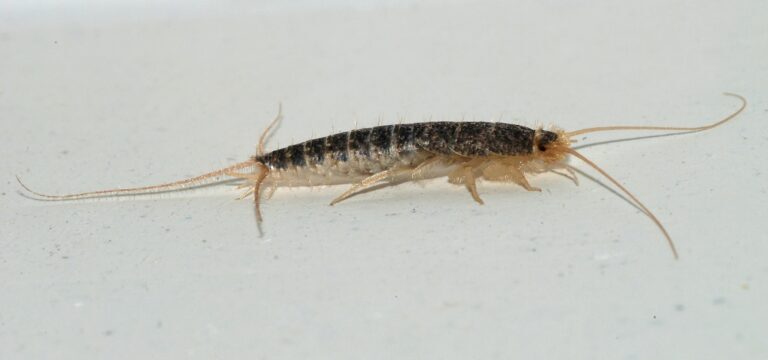 The Truth About Silverfish: Common Myths and Facts