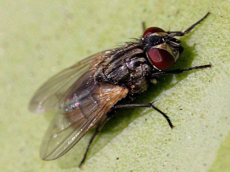 Controlling Flies: DIY Solutions for Fly Management