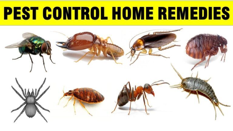 Natural Remedies for Preventing Pest Infestations