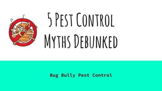 Debunking Myths About Preventative Pest Control