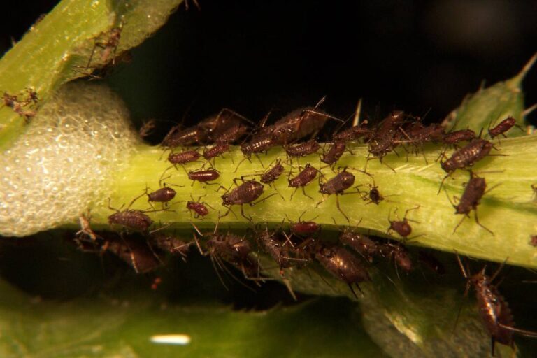 Handling Aphid Infestations in Your Garden: A Comprehensive Guide